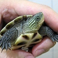 小斑龜2, 腹甲6 (2006-05-19)