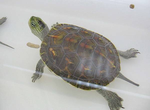 小斑龜1, 腹甲5.1 (2006-02-09)