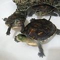 小斑龜1, 2, 3 (2006-05-22)