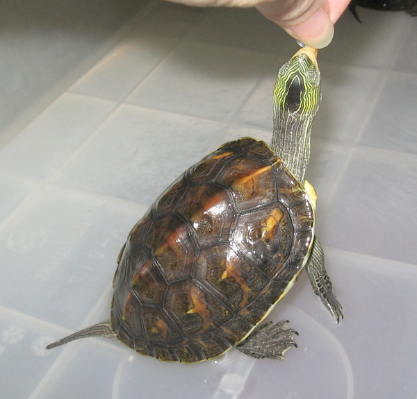 小斑龜1 命名為小橘, 因殼顏色比較橘, 腹甲7.9 (2006-12-14)