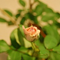 卡玲卡玫瑰