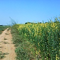 都會園路上的花田