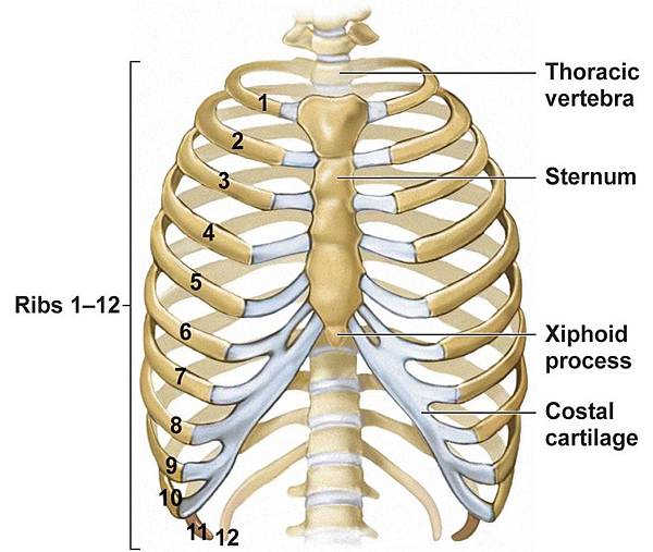 human ribs-01.jpg