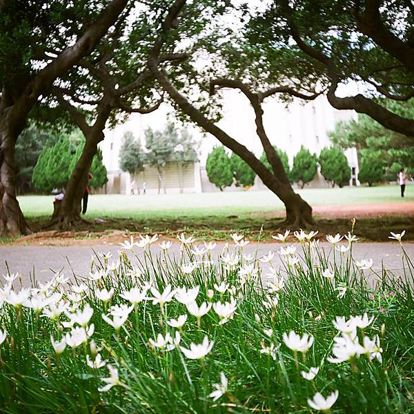 小白花