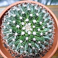 Mammillaria bucareliensis