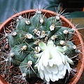 Gymnocalycium pflanzii