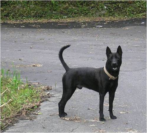 street dog2.jpg street dog2.jpg