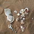 shell