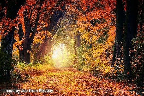 ★《森林中的法語》 —看清人生這場戲，你才能隨遇而安