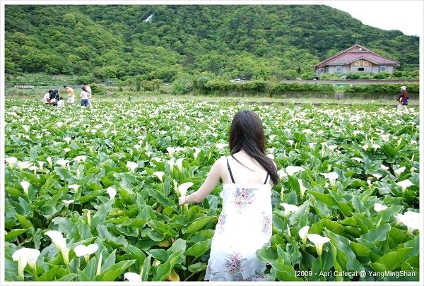 我很忙在拔海芋