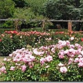 5929159:威靈頓的玫瑰園(Rose Garden)