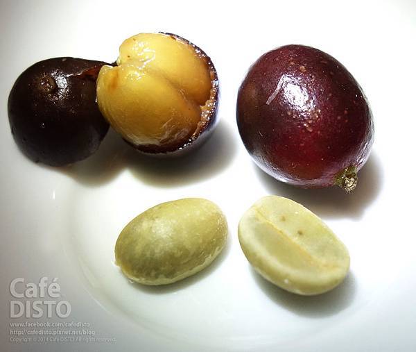 國姓鄉_佳佳咖啡莊園_原生阿拉比卡樹_02