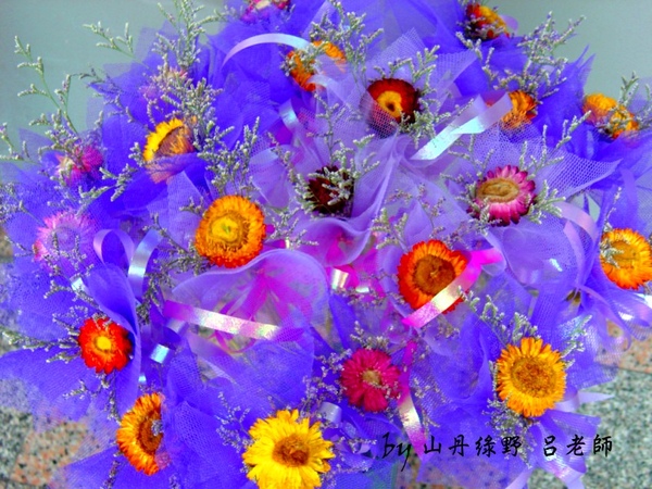 麥桿菊金沙花1.jpg