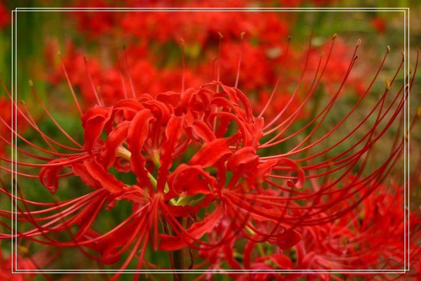 日高市高麗 曼珠沙華 日高市高麗 曼珠沙華