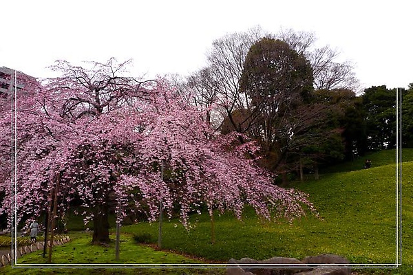 03.26 小石川後樂園