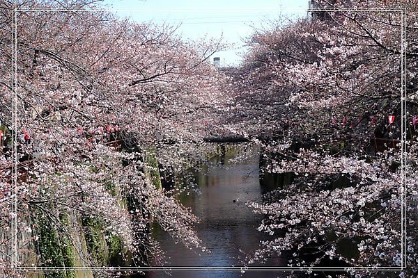 03.27 目黑川 03.27 目黑川