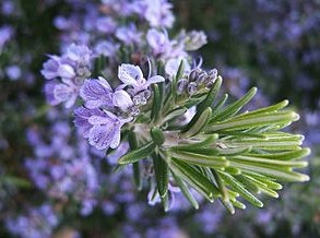 Rosemary