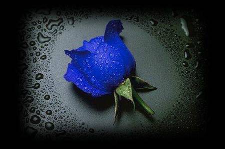 rose-blue-drops-rain.jpeg