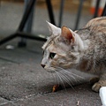 DSC_1590.JPG