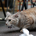 DSC_1602.JPG