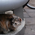 DSC_1678.JPG