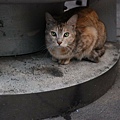 DSC_1711.JPG