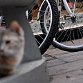 DSC_1682.JPG