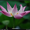 DSC_8743.jpg