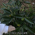 18 @home 金桔.jpg