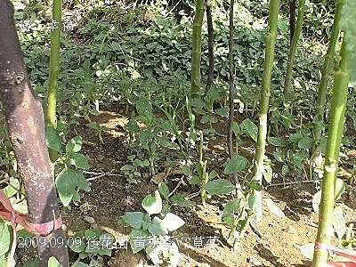25莧菜.jpg