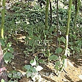 25莧菜.jpg
