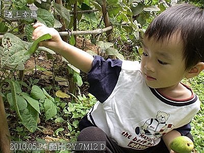 07  2010年5月24日後花園的青豆.jp