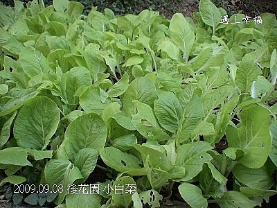 14小白菜.jpg