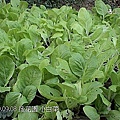 14小白菜.jpg