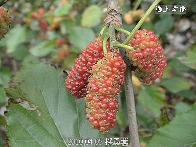 11採桑葚.jpg
