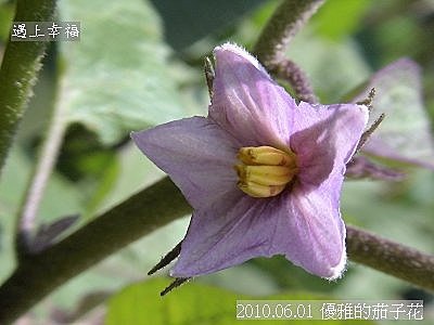13 2010.06.01 優雅的茄子花.jpg