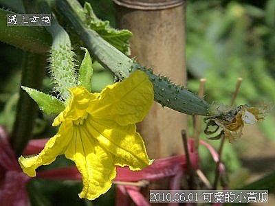 12 2010.06.01 可愛的小黃瓜.jpg