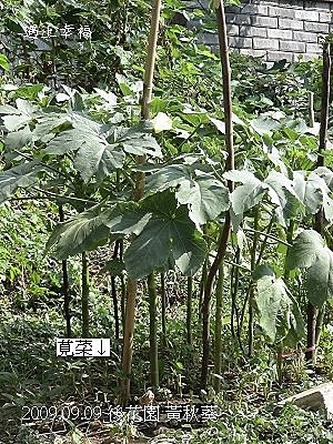 13黃秋葵.jpg