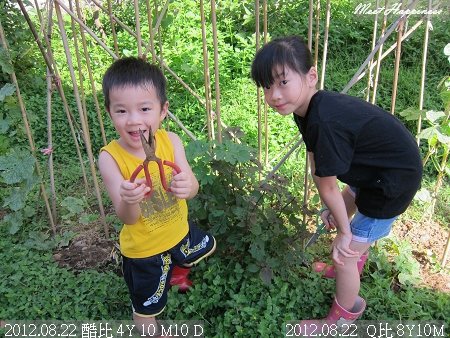 09-2012.08.22後花園 紫蘇 02.jpg