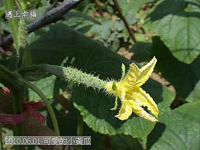 10 2010.06.01 可愛的小黃瓜.jpg