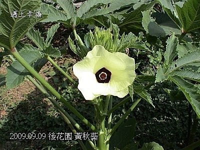 10黃秋葵.jpg
