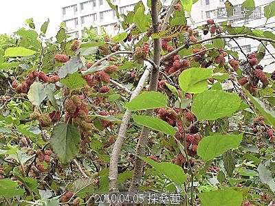 07採桑葚.jpg