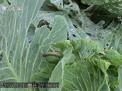 11高麗菜上的毛毛蟲.jpg