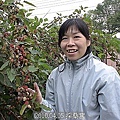05採桑葚.jpg