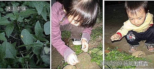 07 20100209 後花園瓢蟲.jpg