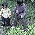 06 20100209 後花園瓢蟲.jpg