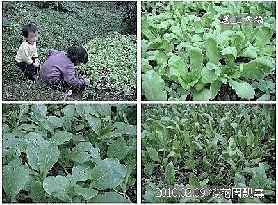 05 20100209 後花園瓢蟲.jpg