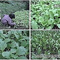05 20100209 後花園瓢蟲.jpg