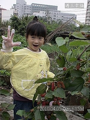 02採桑葚.jpg
