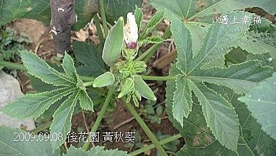 05黃秋葵.jpg